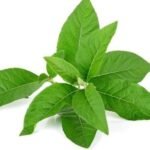 ஆடாதோடை