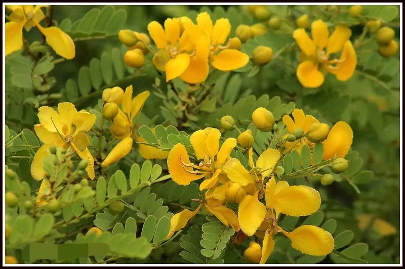 ஆவாரம்பூ