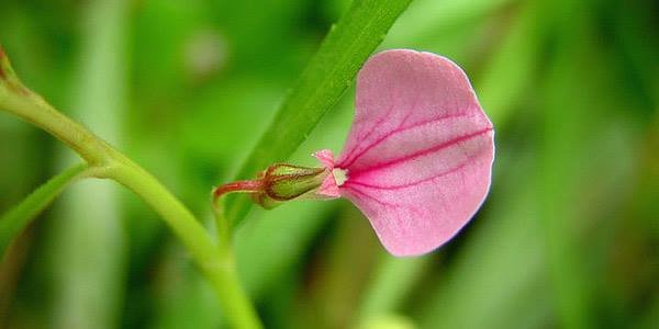 ஓரிதழ் தாமரை