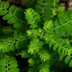 கீழாநெல்லி