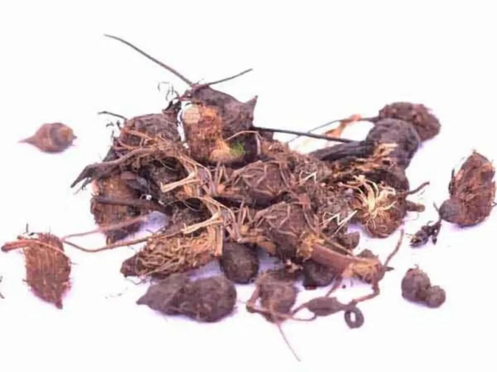 கோரைக்கிழங்கு