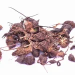 கோரைக்கிழங்கு