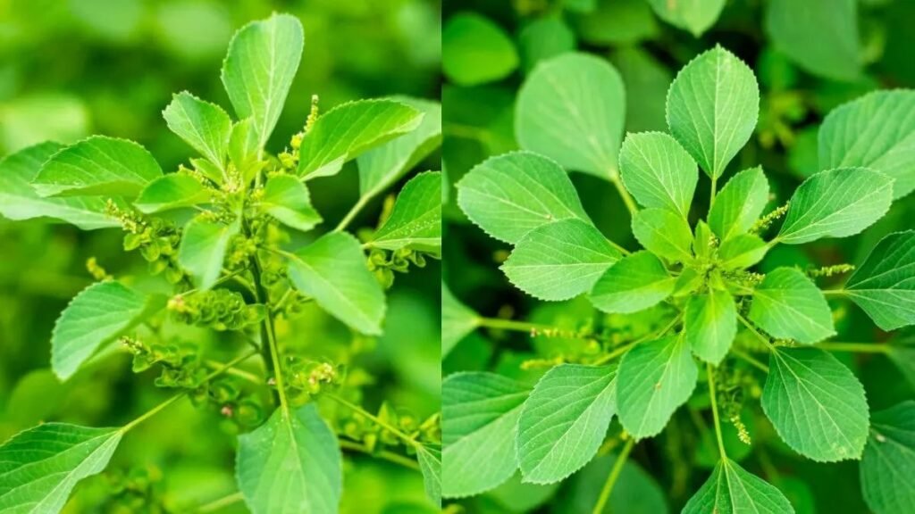 குப்பைமேனி